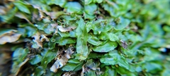 Pallavicinia lyellii