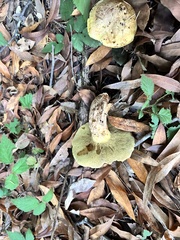 Suillus caerulescens