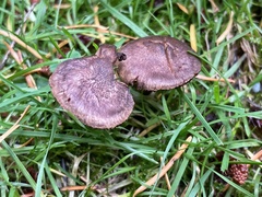 Inocybe lacera