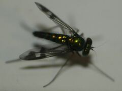 Condylostylus quadricolor