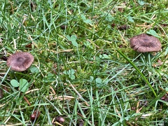Inocybe lacera
