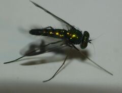 Condylostylus quadricolor