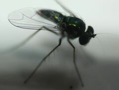 Condylostylus armipes