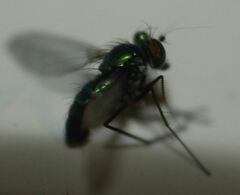 Condylostylus armipes