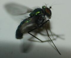 Condylostylus armipes