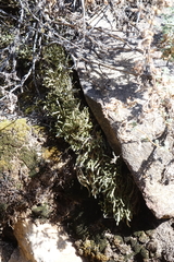 Selaginella sanguinolenta