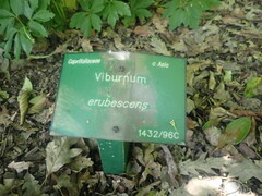 Viburnum erubescens
