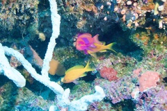 Pseudanthias pleurotaenia