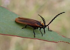 Metriorrhynchus variipennis