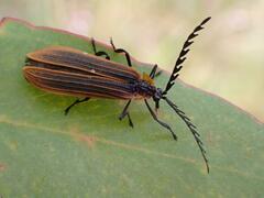 Metriorrhynchus variipennis