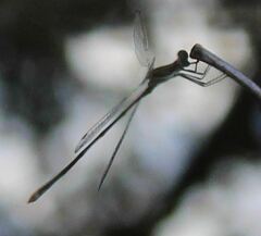 Lestes tenuatus
