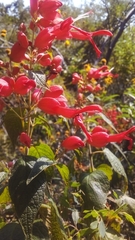 Salvia sessei