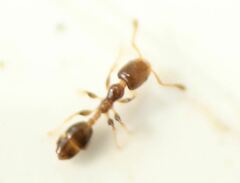 Xenomyrmex floridanus