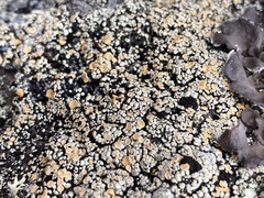 Rhizoplaca subdiscrepans