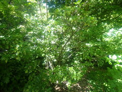 Viburnum erubescens