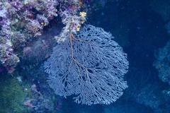 Melithaea