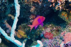 Pseudanthias pleurotaenia