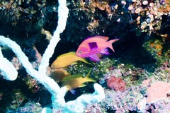 Pseudanthias pleurotaenia