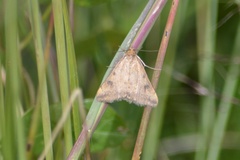 Fumaria bastardii