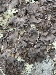 Umbilicaria muhlenbergii