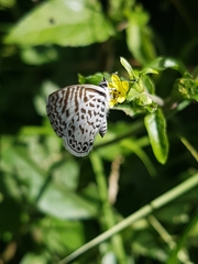 Leptotes cassius cassius