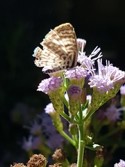Leptotes cassius cassius