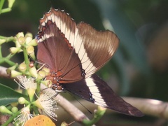Siproeta epaphus trayja