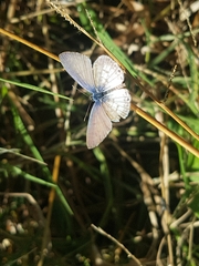 Leptotes cassius cassius
