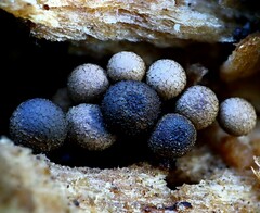 Cribraria argillacea
