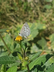 Leptotes cassius cassius