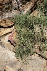 Ephedra monosperma