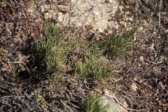 Ephedra monosperma