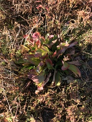 Limonium californicum
