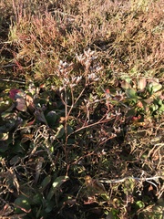 Limonium californicum