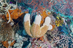 Choriaster granulatus