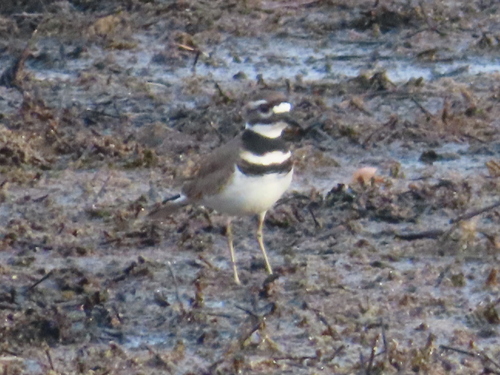 Killdeer photographed in Kentucky