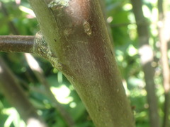 Salix magnifica