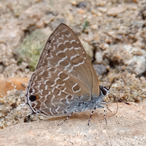 Anthene villosa