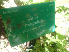 Salix magnifica