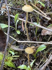Galerina semilanceata