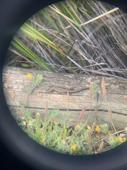 Pseudemoia rawlinsoni