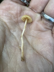 Galerina semilanceata