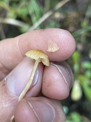 Galerina semilanceata