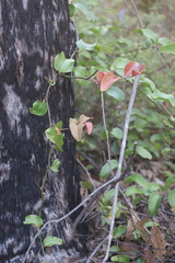Smilax australis