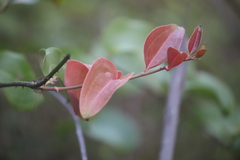 Smilax australis