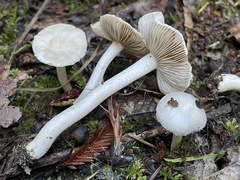 Inocybe geophylla