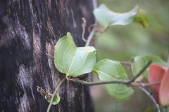 Smilax australis