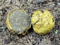 Truncocolumella citrina