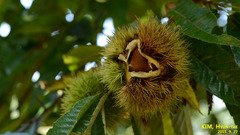 Castanea crenata