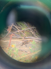 Pseudemoia rawlinsoni